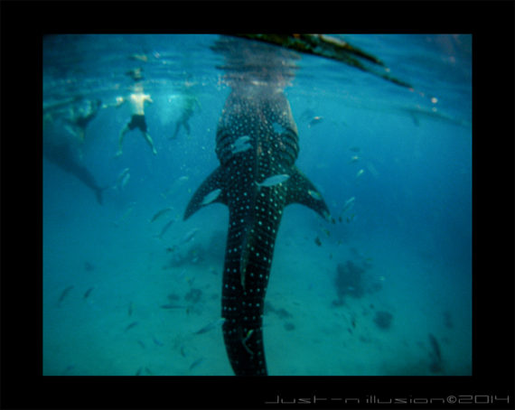 Swimming with whale sharks